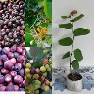Phalsa Seeds Heirloom Non-GMO High Germination Organic Garden Seeds for Planting