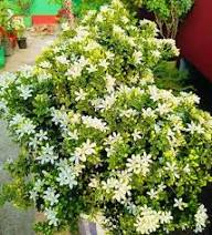 Weiße Clerodendrum-Blumensamen – Alte Sorte, gentechnikfrei, keimstark, biologische Gartensamen zum Pflanzen
