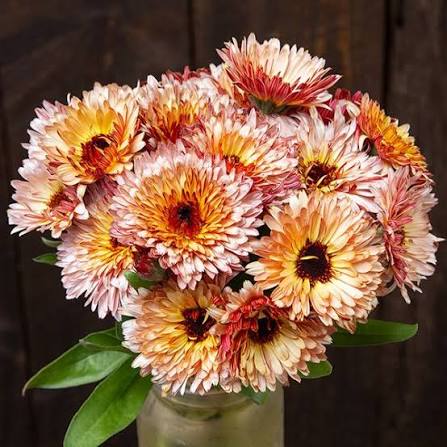 Orangene Ringelblumen-Samen – Alte Sorte, gentechnikfrei, hohe Keimrate, Bio-Gartensamen zum Pflanzen