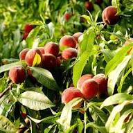 Mixed Peach Seeds – Heirloom, Non-GMO, High Germination Organic Garden