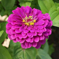 Purple Zinnia Flower Seeds – Heirloom Non-GMO High Germination Organic Garden Seeds