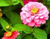 Pink Tagetes Flowers Seeds Heirloom Non-GMO High Germination Organic Garden Seeds for Planting