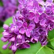 Violet Lilac Flower Seeds Heirloom Non-GMO High Germination Organic Garden Seeds