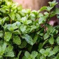 Mint Plant Seeds Green Growing Heirloom Non-GMO High Germination Organic Garden Seeds for Planting