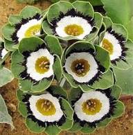 Primula Auricula Flower Seeds Mixed – Heirloom, Non-GMO, High Germination Organic Garden Seeds for Planting