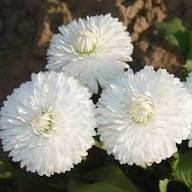 White Double Daisy Flower Seeds Heirloom Non-GMO High Germination Organic Garden Seeds for Planting