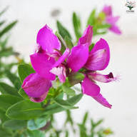 Purple Roscoea Humeana Flower Seeds Heirloom Non-GMO High Germination Organic Garden Seeds for Planting