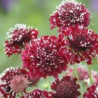 Pincushion Scabious Flower Seeds for Planting – Heirloom, Non-GMO High Germination Organic Garden Seeds