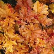 Heuchera Plant Seeds Orange – Heirloom Non-GMO High Germination Organic Garden Seeds for Planting