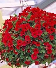 Surfinia Flower Seeds Red Heirloom Non-GMO High Germination Organic Garden Seeds for Planting