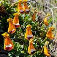 Uniflora Flower Seeds for Planting – Heirloom, Non-GMO, High Germination