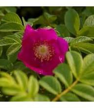 Rosehip Pink Flower Seeds for Planting – Heirloom, Non-GMO, High Germination Organic Garden Seeds