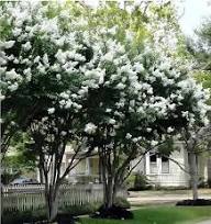 White Lagerstroemia Flower Seeds Heirloom Non-GMO High Germination Organic Garden Seeds for Planting