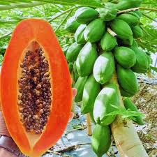 Red Lady Papaya Fruit Seeds for Planting – Heirloom Non-GMO High Germination Organic Garden Seeds
