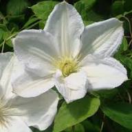 Giant Clematis Flower Seeds White – Heirloom, Non-GMO, High Germination Organic Garden Seeds for Planting