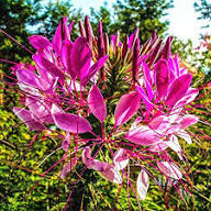 Pink Cleome Hassleriana Flower Seeds Heirloom Non-GMO High Germination Organic Garden Seeds for Planting
