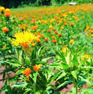Yellow Safflower Seeds for Planting – Heirloom, Non-GMO, High Germination Organic Garden Seeds