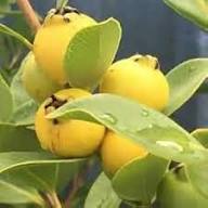 Rare Yellow Strawberry Guava Fruit Seeds for Planting – Heirloom High Germination Non-GMO Organic Garden Seeds Seeds for Planting