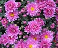 Pink Perennial Flower Seeds – Heirloom, Non-GMO, High Germination Organic Garden Seeds for Planting Seeds for Planting