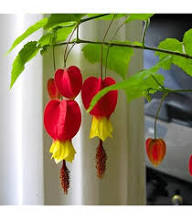 Semillas de Flores de Linterna Roja Trepadora – Herencia, No-OMG, Alta Germinación, Semillas Orgánicas para Jardinería
