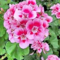 Geranium Flower Seeds White Pink Heirloom Non-GMO High Germination Organic Garden Seeds for Planting