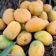 Ataulfo Mango Fruit Seeds for Planting Heirloom Non-GMO High Germination Organic Garden Seeds