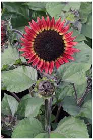 Red Sunflower Flower Seeds Heirloom Non-GMO High Germination Organic Garden Seeds for Planting