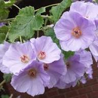 Purple Abutilon Flower Seeds for Planting – Heirloom Non-GMO High Germination Organic Garden Seeds