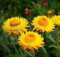 Yellow Strawflower Seeds Heirloom Non-GMO High Germination Organic Garden Seeds