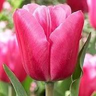 Tulip Flower Seeds Pink Red Heirloom Non-GMO High Germination Organic Garden Seeds for Planting