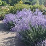 Purple Perovskia Flower Seeds Heirloom Non-GMO High Germination Organic Garden Seeds for Planting