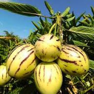 Mixed Ginseng Melon Fruit Seeds – Heirloom, Non-GMO, High Germination Organic Garden Seeds