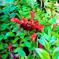 Red Aeschynanthus Radicans Flower Seeds – Heirloom, Non-GMO, High Germination Organic Garden Seeds for Planting