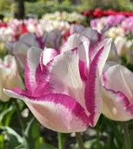 Purple Tulips Flower Seeds Heirloom Non-GMO High Germination Organic Garden Seeds for Planting