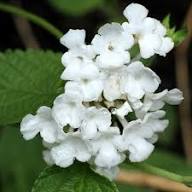 White Lantana Flower Seeds Heirloom Non-GMO High Germination Organic Garden Seeds for Planting