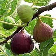 Black Mission Fig Seeds for Planting Heirloom Non-GMO High Germination Organic Garden Seeds
