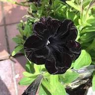Black Petunia Flower Seeds for Planting – Heirloom Non-GMO High Germination Seeds