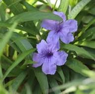 Purple Ruellia Tuberosa Flower Seeds Heirloom Non-GMO High Germination Organic Garden Seeds for Planting