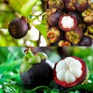 Mangostan Fruit Seeds for Planting – Heirloom Non-GMO High Germination Organic Garden Seeds Seeds for Planting