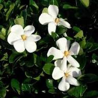 White Yellow Gardenia Flower Seeds Heirloom Non-GMO High Germination Organic Garden Seeds for Planting