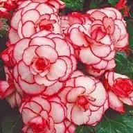 White Pink Begonia Flower Seeds Heirloom Non-GMO High Germination Organic Garden Seeds for Planting