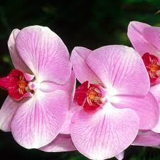 Phalaenopsis Orchid Flower Seeds Pink – Heirloom Non-GMO High Germination Organic Garden Seeds for Planting
