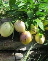 Green Pepino Seeds for Planting – Heirloom Non-GMO High Germination Organic Garden Seeds