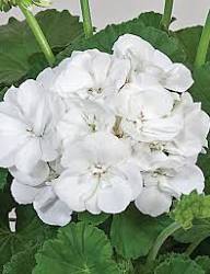 Pelargonium Sidoides Geranium Flower Seeds – Heirloom, Non-GMO Seeds