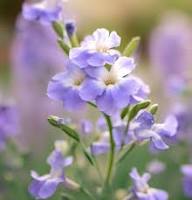 Violet Matthiola Bicornis Flower Seeds – Heirloom Non-GMO High Germination Organic Garden Seeds