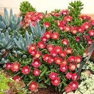 Semillas de flores Delosperma Rojas – Semillas Heirloom No-GMO de Alta Germinación