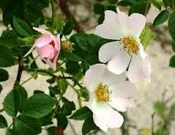 White Rosa Canina Flower Seeds Heirloom Non-GMO High Germination Organic Garden Seeds