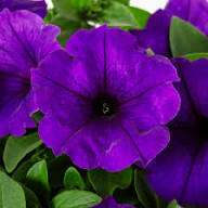 Impatiens Flower Seeds Purple Heirloom Non-GMO High Germination Organic Garden Seeds for Planting