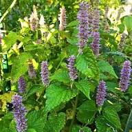 Hyssop Flower Seeds Purple Heirloom Non-GMO High Germination Organic Garden Seeds for Planting