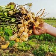 Peanut Plant Seeds Brown Heirloom Non-GMO High Germination Organic Garden Seeds